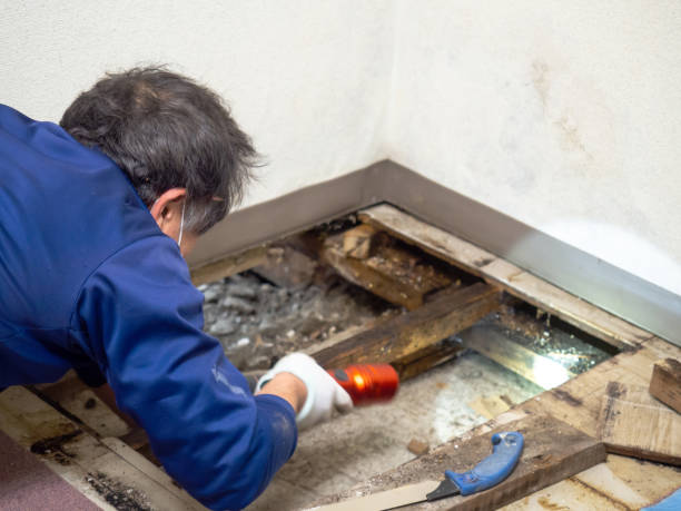 Best DIY Mold Remediation Support Services in Perham, MN