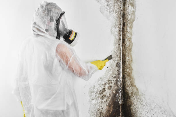 Best Insurance-Related Mold Remediation in Perham, MN