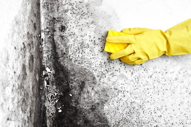 Best Basement Mold Remediation in Perham, MN