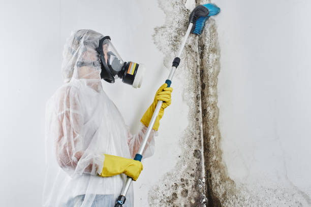 Perham, MN Mold Remediation Company