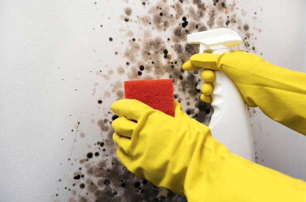 Best Basement Mold Remediation in Perham, MN