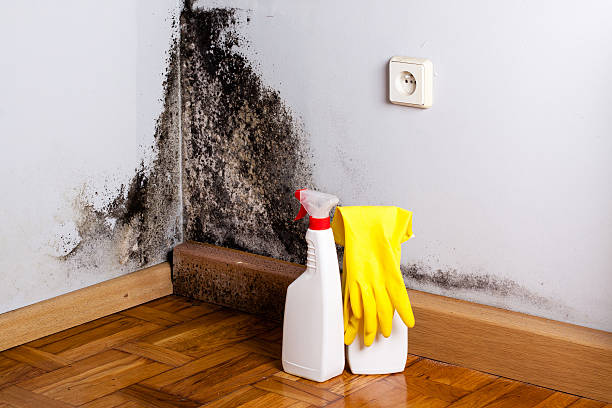 Best Crawl Space Mold Remediation in Perham, MN