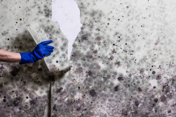 Best Mold Remediation for Schools in Perham, MN